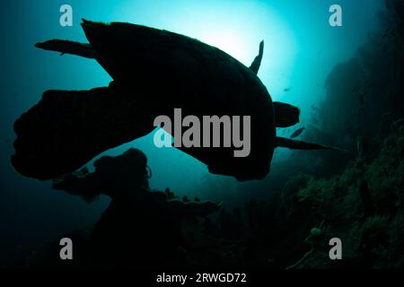 Eine Karettschildkröte schwimmt über einem tiefen Korallenriff in Raja Ampat, Indonesien. Diese abgelegene Region birgt eine außerordentliche biologische Vielfalt der Meere. Stockfoto