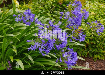 Tiefblaue Trompetenblüten des Agapanthus-Nordsterns Stockfoto