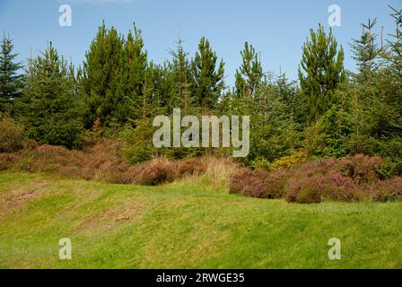 Cavan Burren Park, Geopark, Blacklion, Co Cavan, Irland, Stockfoto