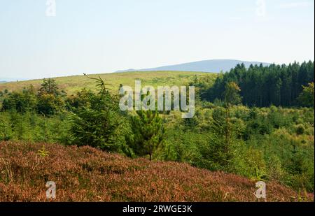 Cavan Burren Park, Geopark, Blacklion, Co Cavan, Irland, Stockfoto
