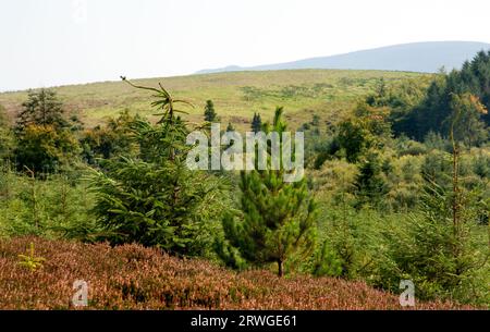 Cavan Burren Park, Geopark, Blacklion, Co Cavan, Irland, Stockfoto