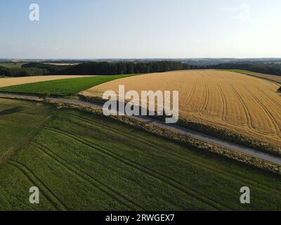 Drone-Blick auf eine Landschaft mit goldfarbenen und grünen Getreidefeldern im Sommer Stockfoto