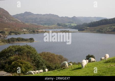 Schafe weiden an Hängen oberhalb des Llynnau Mymbyr Sees in der zerklüfteten Landschaft von North Walews in der Nähe des Garth Farm Campsite in Capel Curig bei Betws‑y‑Coed North Wales Stockfoto