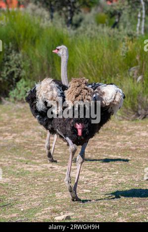 Intimes Porträt, Tiefe im Blick. Neugier und Staunen über den einzigartigen flugunfähigen Vogel der Natur. Exotisch und fesselnd Stockfoto