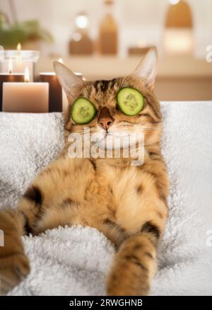 Lustige Katze ist im Spa entspannend. Eine Katze mit einem Gurkenstück auf den Augen. Gurken-Gesichtsmaske. Stockfoto