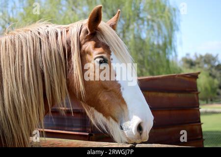 Wunderschönes braunes Pferd auf der Farm Stockfoto
