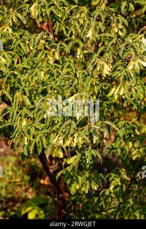 Natürliches Gartenbaumporträt von Acer griseum, Paperrindenahorn, in herrlicher Spätsommersonne Stockfoto