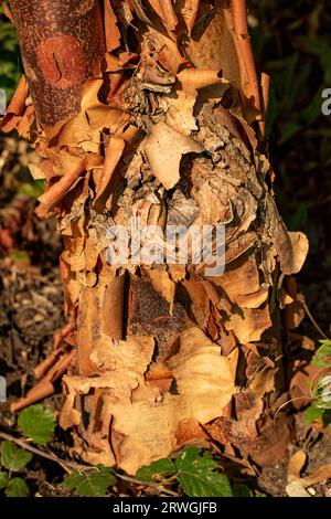 Natürliches Gartenbaumporträt von Acer griseum, Paperrindenahorn, in herrlicher Spätsommersonne Stockfoto