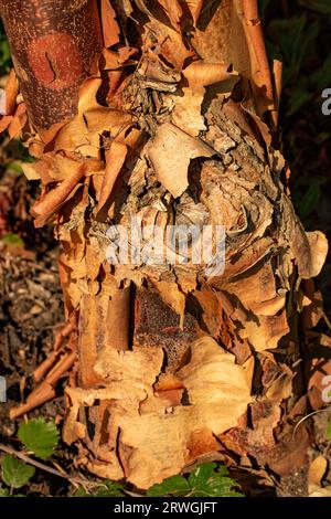 Natürliches Gartenbaumporträt von Acer griseum, Paperrindenahorn, in herrlicher Spätsommersonne Stockfoto