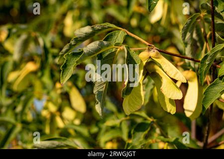 Natürliches Gartenbaumporträt von Acer griseum, Paperrindenahorn, in herrlicher Spätsommersonne Stockfoto