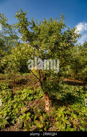 Natürliches Gartenbaumporträt von Acer griseum, Paperrindenahorn, in herrlicher Spätsommersonne Stockfoto