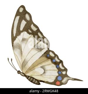 Schmetterling Machaon auf weißem isoliertem Hintergrund. Aquarell-Illustration eines Insekts mit braunen Flügeln. Handgezeichnete Clipkunst der Fliegenden Motte für Karten und Symbole. Zeichnung eines Aquarellmusters im Vintage-Stil. Stockfoto