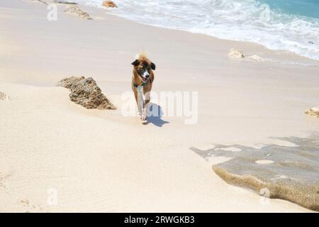 Vorderansicht eines gemischten Hundes, der alleine am Strand am Meer spaziert. Stockfoto