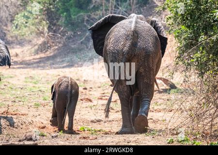 Elefantenkuh (Loxodonta africana) läuft mit Elefantenbaby. Tiere, die den afrikanischen Busch durchqueren. Lower Zambezi National Park, Sambia Stockfoto