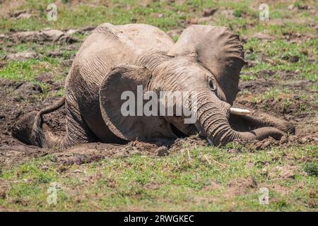 Elefantenbabys (Loxodonta africana) spielen im Schlamm. Tiere genießen ihr Schlammbad. Lower Zambezi National Park, Sambia Stockfoto