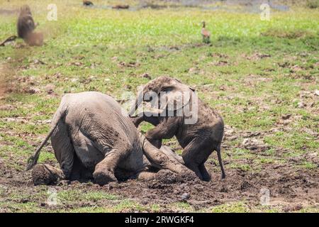 Elefantenbabys (Loxodonta africana) spielen im Schlamm. Tiere genießen ihr Schlammbad. Lower Zambezi National Park, Sambia Stockfoto