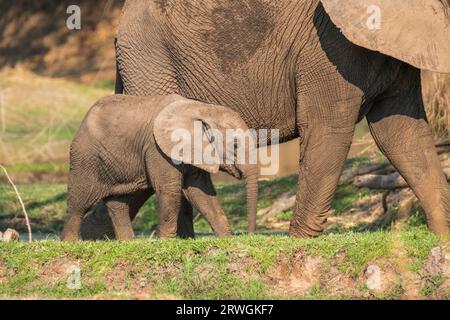 Das Elefantenbaby (Loxodonta africana) folgt seiner Mutter und durchquert von links nach rechts grünes Grasland. Lower Zambezi National Park, Sambia Stockfoto