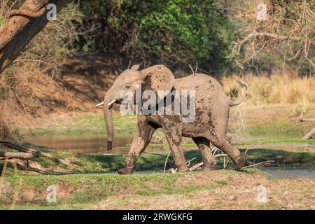 Elefantenbaby (Loxodonta africana) überquert vor dem Wasser von rechts nach links. Seitenansicht des wilden Tieres. Lower Zambezi National Park, Sambia Stockfoto