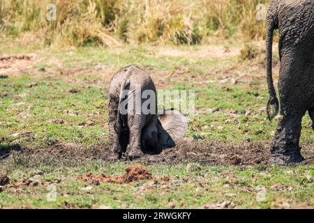 Elefantenbabys (Loxodonta africana) spielen im Schlamm. Steckt seinen Kopf in den Schlamm. Lower Zambezi National Park, Sambia Stockfoto