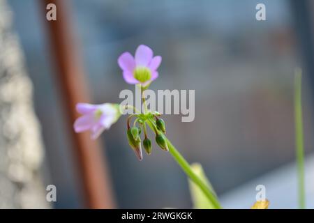 Acederilla (Oxalis latifolia) Knospen in dieser exquisiten Nahaufnahme. Diese zarten grünen Knospen, die bald blühen, zeigen die komplizierten Details Stockfoto