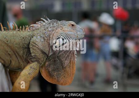 Wilde Leguane, wie sie im Parque seminario, auch bekannt als Parque de las Iguanas, zu sehen sind Stockfoto