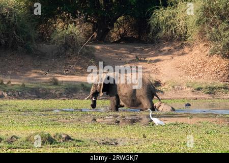 Elefantenmutter mit Baby, die durch Wasser waten. Spritzwasser. Von rechts nach links. Lower Zambezi National Park, Sambia, Afrika Stockfoto