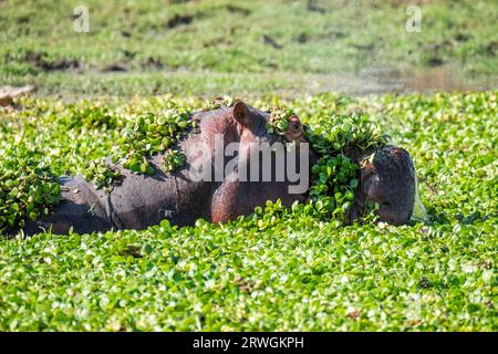 Nilpferd (Hippopotamus amphibious) im Unteren Zambezi Nationalpark, Sambia Stockfoto