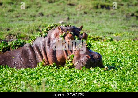 Nilpferd (Hippopotamus amphibious) im Unteren Zambezi Nationalpark, Sambia Stockfoto