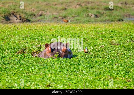 Nilpferd (Hippopotamus amphibious) im Unteren Zambezi Nationalpark, Sambia Stockfoto