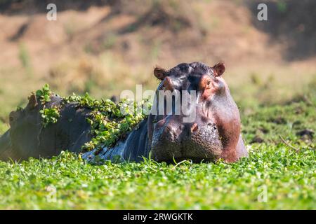 Hippo (Hippopotamus amphibious) Herausforderung. Kopfporträt des Tieres, Vorderansicht. Lower Zambezi National Park, Sambia, Afrika Stockfoto