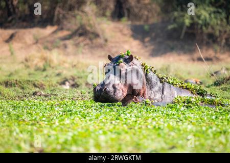 Nilpferd (Hippopotamus amphibious) im Unteren Zambezi Nationalpark, Sambia Stockfoto