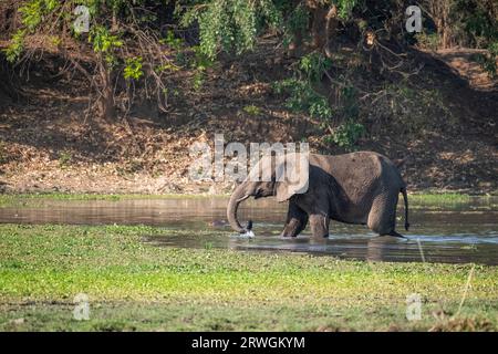 Elefanten waten durch das Wasser. Spritzwasser. Von rechts nach links. Lower Zambezi National Park, Sambia Stockfoto