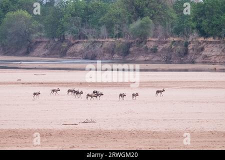 Wilde Hunde (Lycaon pictus) beim Spaziergang entlang des Luangwa-Flusses. South Luangwa National Park, Sambia Stockfoto