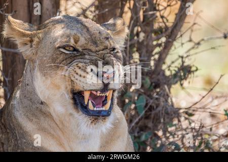 Löwe schnarrt (Panthera leo), Löwe ruht im Schatten unter einem Baum. Sie zeigt ihre Zähne. South Luangwa National Park, Sambia Stockfoto