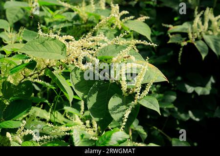 Japanische Knotenweed Reynoutria japonica, in Blume, September. Stockfoto