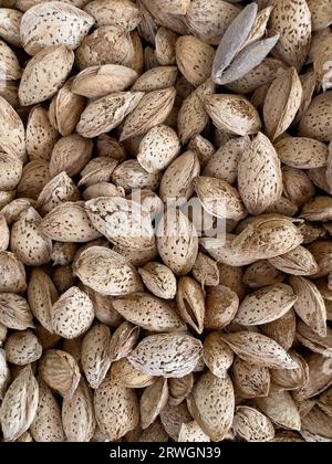 Die Mandel (Prunus amygdalus, syn. Prunus dulcis) ist eine kleine Baumart aus der Gattung Prunus, die weltweit für ihren Samen, eine kulinarische Nuss, angebaut wird. Stockfoto