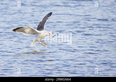 Less Black Backed Gull – kommt an Land, um Larus Fuscus River Crouch, Essex, UK BI032896 zu landen Stockfoto