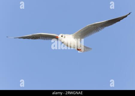Schwarzkopfmöwe - im Flug Chroicocephalus ridibundus Essex, UK BI032909 Stockfoto