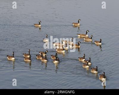 Canada Goose - Flock on Water Branta canadensis Abberton Resevoir, Essex, UK BI036797 Stockfoto