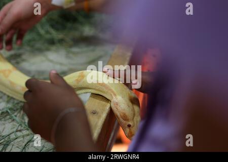 Nahaufnahme von Golden Thai Python, Fokus auf Augen. Hochwertige Fotos Stockfoto