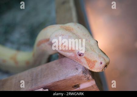 Nahaufnahme von Golden Thai Python, Fokus auf Augen. Hochwertige Fotos Stockfoto