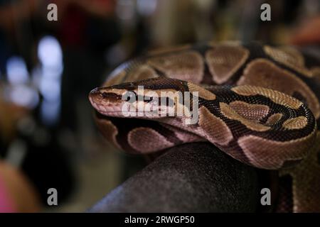 Bredli-Pythonschlange mit zentralem Teppich sitzt auf einem Ast. Hochwertige Fotos Stockfoto