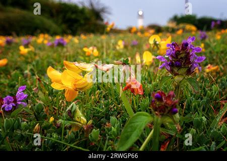 Atemberaubender Vorgarten, der der Natur überlassen bleibt, mit hübschen Wildblumen, die auf dem Rasen wachsen. Flamborough, Yorkshire, England, Vereinigtes Königreich Stockfoto