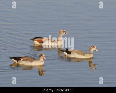 Ägyptische Gänse – drei Vögel schwimmen Alopochen aegyptiaca Abberton Resevoir, Essex, UK BI036862 Stockfoto