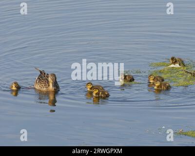 Mallard Female with Chicks Anas platyrhynchos Abberton Resevoir, Essex, UK BI036918 Stockfoto