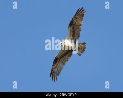 Osprey – im Flug Pandion haliaetus Abberton Resevoir, Essex, UK BI036923 Stockfoto