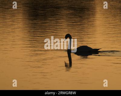 Mute Swan – at Dawn Cygnus olor Abberton Reservoir, Essex, UK BI036963 Stockfoto