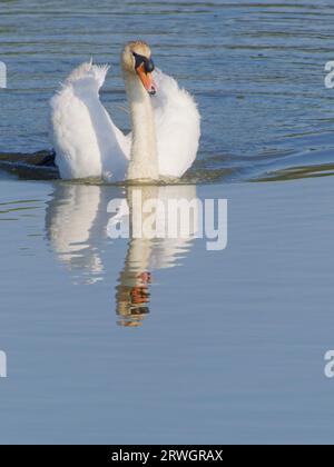 Mute Swan – Swimming Wings up Cygnus olor Abberton Reservoir, Essex, UK BI036969 Stockfoto