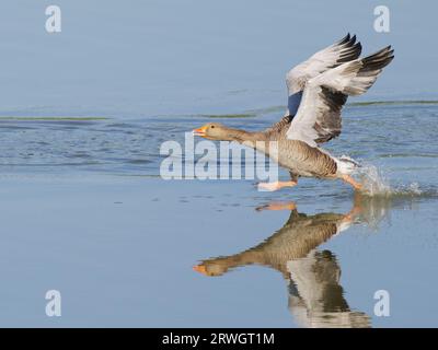 Greylag Goose – Ablegen des Anser Anser Abberton Reservoir, Essex, UK BI037011 Stockfoto