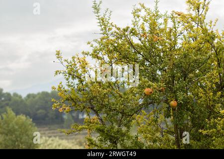 Punica granatum Tree an einem regnerischen Tag mit Granatäpfeln bereit zum Sammeln in der Albufera de Gaianes, Spanien Stockfoto